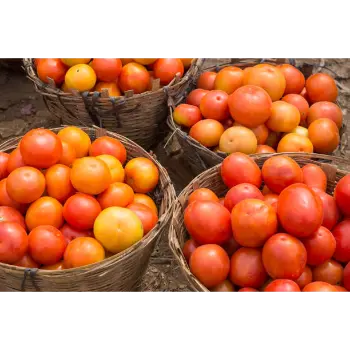 Tomato (20)-9286319-51426.webp